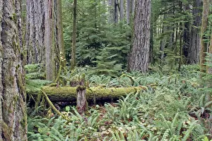 Ranforest: Temperate rainforest - lichens & ferns on dead trees