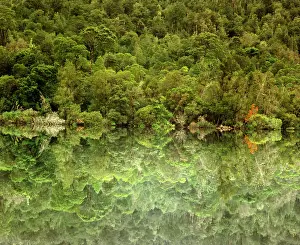 Franklin: Temperate rainforest along the lower Gordon River