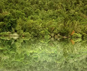 Auscape International: Temperate rainforest along the lower Gordon River