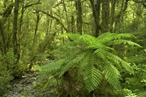 Heavily: Temperate rainforest - lush Southern Beech rainforest