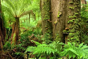 Treefern: Temperate rainforest - lush temperate rainforest