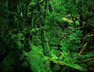 Myrtles: Temperate Rainforest - Moss-covered Myrtle