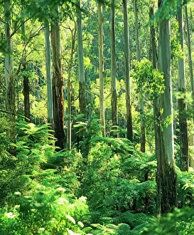 Ashes: Temperate rainforest with Mountain Ash and Tree