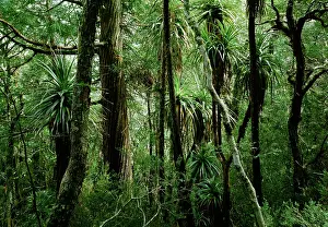 Myrtle: Temperate Rainforest with Pandanus, King Billy