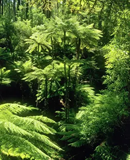 Cyathea: Temperate Rainforest with Rough Tree Ferns