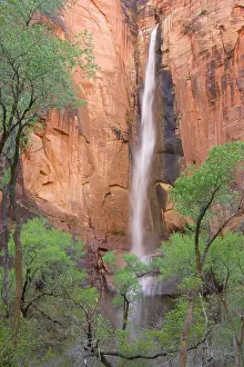 Cottonwoods: The Temple of Sinawava