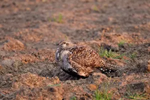 Forked: Temple viper