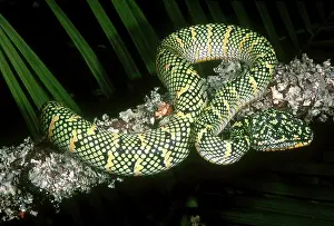Tropidolaemus: Temple Viper