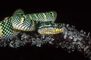 Tropidolaemus: Temple Viper
