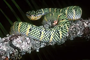 Tropidolaemus: Temple Viper
