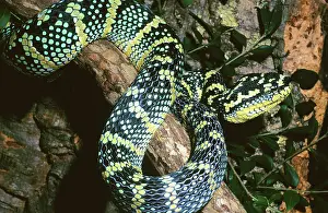 Tropidolaemus: Temple Viper