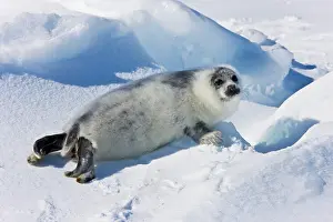 Groenlandicus: Ten-day-old harp seal pup fur starting to