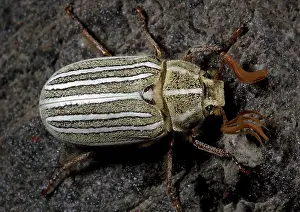 Chafer: Ten-lined June / chafer beetle