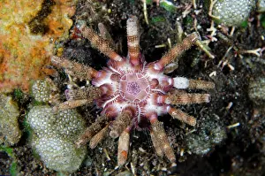 Spine: Ten-lined Sea Urchin - with geometric pattern -