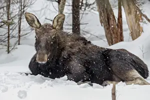Flurry: Ten-month-old bull moose resting on snow, Gaspest