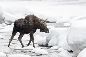 Elche: Ten-month-old elk bull running in the river in winter