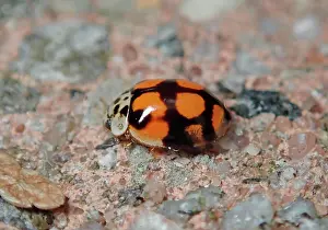 Protostome: Ten-spotted ladybird (Adalia decempunctata), colour