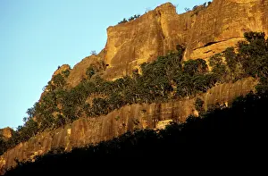 Eucalypt: A tenacious Eucalypt community growing on cliff
