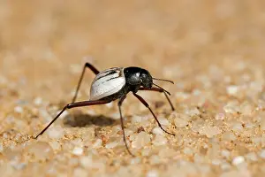 Onymacris: Tenbrionid beetle - Close up portrait
