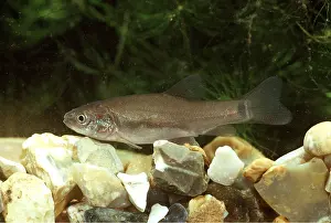 Tench: TENCH