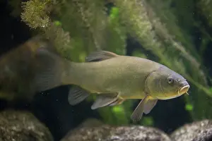 Vorpommern: Tench