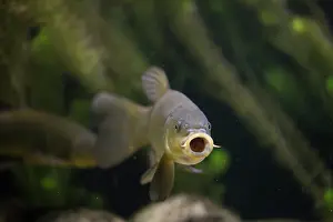 Vorpommern: Tench
