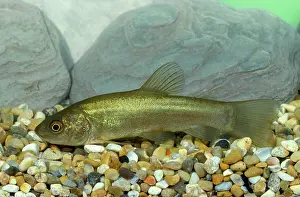 Tench: TENCH