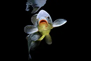 Cyprinid: Tench, (Tinca tinca), captive, France, Europe