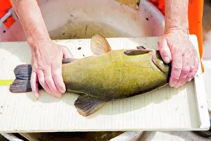 Terra: Tench