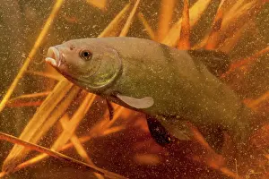 Tench: Tench