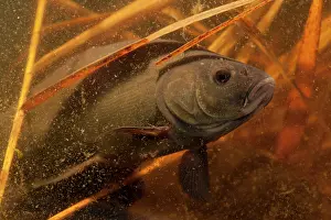 Tench: Tench
