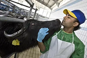 Rearing: Tenderness between a worker and a female buffalo Italy