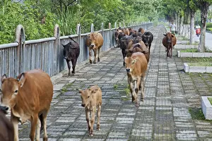 Tending: Tending Cattle, Guilin, China