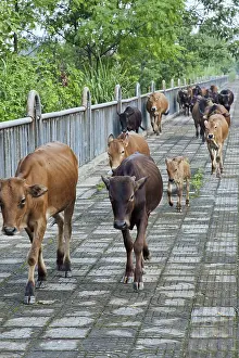 Tending: Tending Cattle, Guilin, China