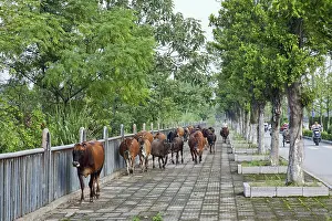 Tending: Tending Cattle, Guilin, China