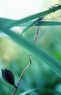 Strengthen: Tendril