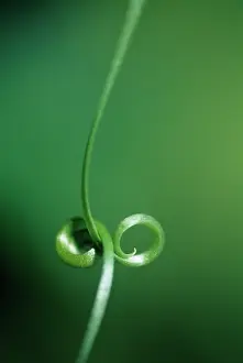 Tendril: Tendril