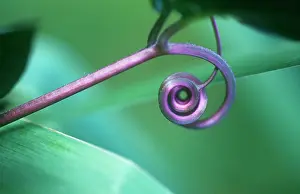 Weird: Tendril