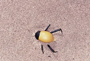 Onymacris: Tenebrionid BEETLE - burrowing under sand during