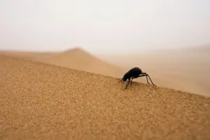 Belt: Tenebrionid Beetle - Fog-Basking in the Namib Dune