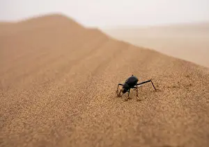 Belt: Tenebrionid Beetle - Fog-Basking in the Namib Dune
