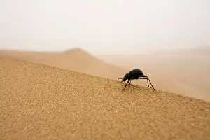 Unguicularis: Tenebrionid Beetle - Fog-Basking in the Namib Dunes