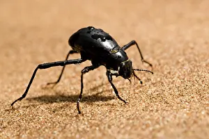 Tenebrionid: Tenebrionid Beetle - fog basking - using its body