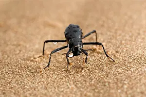 Bitis: Tenebrionid Beetle - fog basking - using its body