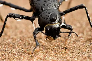 Tenebrionid: Tenebrionid Beetle - fog basking - using its body