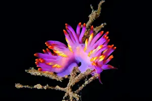Slug: Tenellia Nudibranch - Jemeluk Bay Gallery dive site