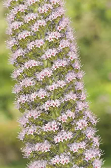 Bugloss: Tenerife bugloss or tower of jewels, (Echium wildpretii)