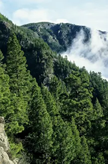 Canariensis: Tenerife - Canary Pine Forest (Pinus canariensis)