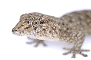 Macaronesia: Tenerife Gecko (Tarentola delalandii) close-up