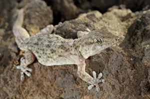 Tarentola: Tenerife Gecko - Tenerife
